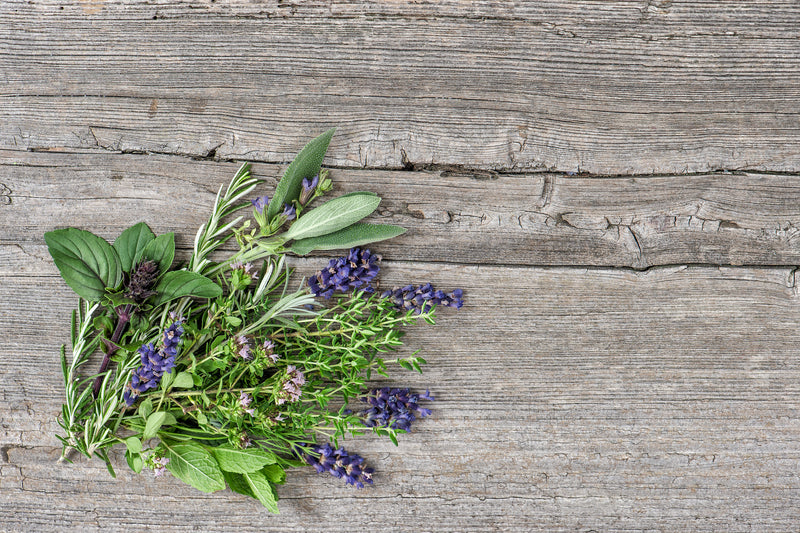 LAVENDER  BASIL + WILD ORCHID BONUS!