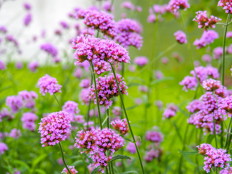 VERBENA + GRAPEFRUIT BONUS!