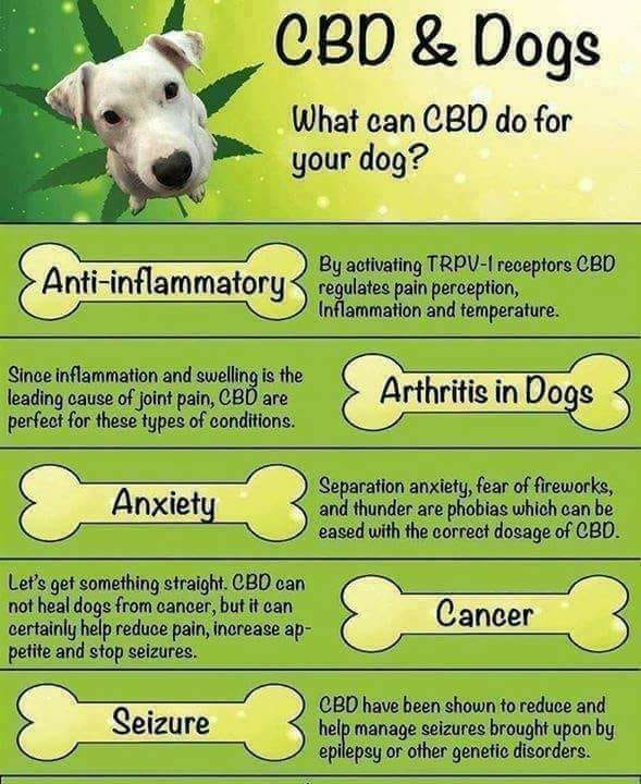 PET TREATS - PAIN & INFLAMMATION