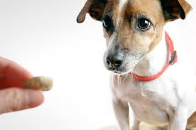 PET OIL TINCTURE - 500MG