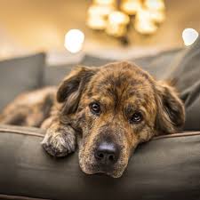 PET TREATS - PAIN & INFLAMMATION