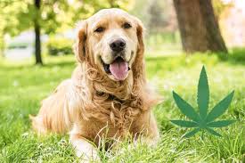 PET TREATS - PAIN & INFLAMMATION