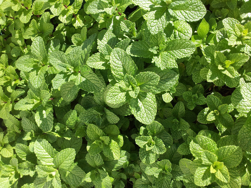 VG TINCTURE - 1000MG - MINT